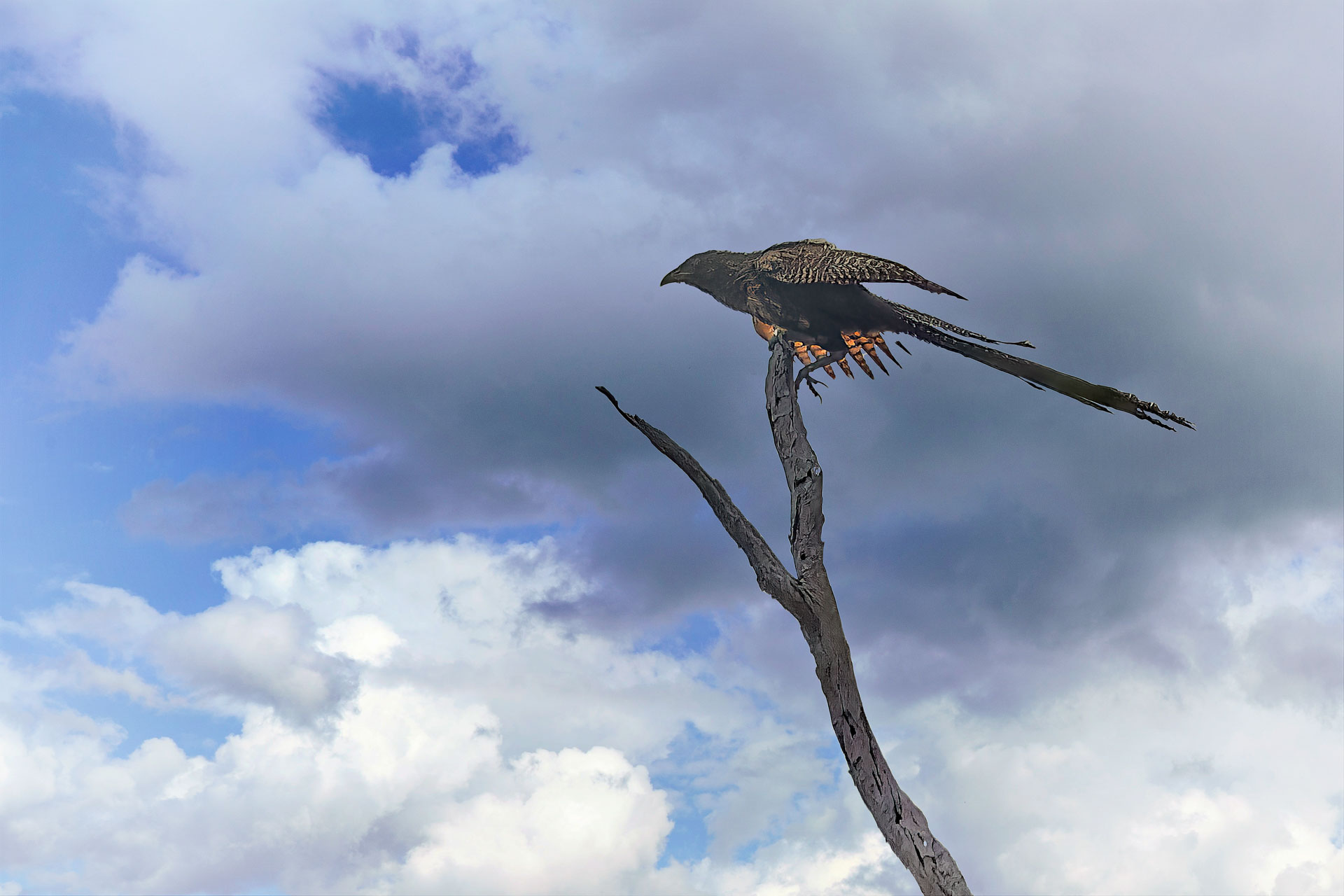 Kakadu National Park - Fasanspornkuckuck